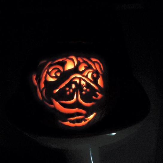 My awesome pug pumpkin I carved for Halloween!